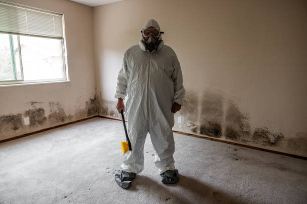 Trusted Greenville, IN Mold Removal Experts